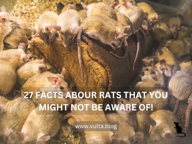 27 Facts That You Might Not Know About Rats