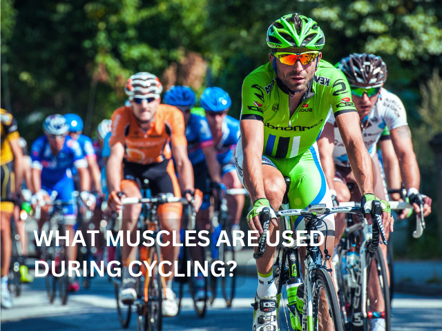 What Muscles Are Used During Cycling?