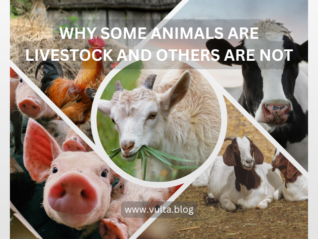 Why Some Animals Are Livestock And Others Are Not